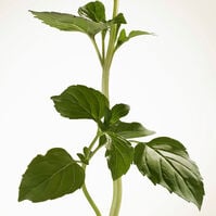 BURBERRY GODDESS INTENSE  100ml-223860 BURBERRY GODDESS INTENSE  100ml-223860 5